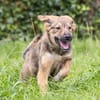 Biene💕menschenbezogenes und hundefreundliches Hundemädchen