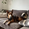 Cody möchte gerne reisen