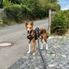 Cody möchte gerne reisen