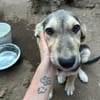 Zuhause gesucht für Ellis