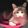 chipie (réservée)