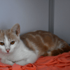 Ozzy (en cours d'adoption)