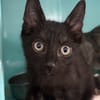 Néon (en cours d'adoption)