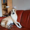 Jas - suche souveräne Partner