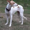 Chira ein Hund der leisen Worte