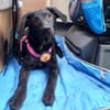 Zuhause gesucht für Kanya