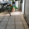 Vincent - Jackpot auf vier Pfoten