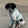 Loki sucht ein Zuhause