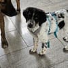 Loki sucht ein Zuhause