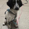 Loki sucht ein Zuhause