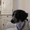 Loki sucht ein Zuhause