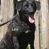 Lea