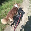 Cleverer HOWIE sucht erfahrene Menschen