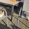 SPITHAS 35 cm, 10 Kilo, sozial sucht