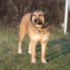 Anabelle - Altersruhesitz gesucht
