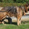 Bentley  intelligenter Schäferhund mit Power und Herz
