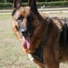 Bentley  intelligenter Schäferhund mit Power und Herz