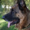 Bentley  intelligenter Schäferhund mit Power und Herz