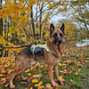 Bentley  intelligenter Schäferhund mit Power und Herz