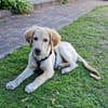Fluffy-Boo, geb. ca. 04/2026, 44651 Herne