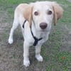 Fluffy-Boo, geb. ca. 04/2026, 44651 Herne