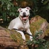 Abby - ist taub