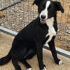 Iris Schwarze Schönheit sucht