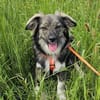 BELLA - soziale Kokoni Mix Hündin sucht