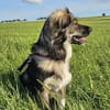 BELLA - soziale Kokoni Mix Hündin sucht