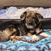 BELLA - soziale Kokoni Mix Hündin sucht