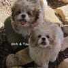 Shih und Tzu