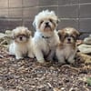 Shih und Tzu