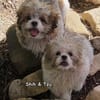 Shih und Tzu
