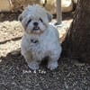 Shih und Tzu