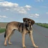 Unsere Zuckerschnute Amina sucht ihre Familie