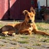 Hopi, feinfühliger Herzenshund, ca. 1 Jahr