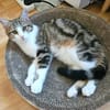 BASALTE FRÈRE DE SILEX À ADOPTER EN DUO OU SEUL SI DÉJÀ UN CHAT PRÉSENT CHEZ VOUS