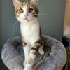 BASALTE FRÈRE DE SILEX À ADOPTER EN DUO OU SEUL SI DÉJÀ UN CHAT PRÉSENT CHEZ VOUS