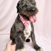 Camilia -Sanfte Hundedame sucht einfühlsame Menschen!