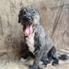 Camilia -Sanfte Hundedame sucht einfühlsame Menschen!