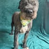 Camilia -Sanfte Hundedame sucht einfühlsame Menschen!