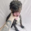 Camilia -Sanfte Hundedame sucht einfühlsame Menschen!