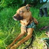 KARIKO * sensibler Charakterhund