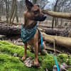 KARIKO * sensibler Charakterhund
