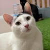 Ying Lustiger gechillter Kater sucht spannendes Zuhause