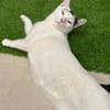 Ying Lustiger gechillter Kater sucht spannendes Zuhause