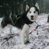 FELIX 2 ist liebenswert und freundlich