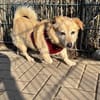 Kleiner Noah sucht liebevolles Zuhause