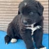 Welpe Gunny sucht seine Menschen