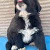 Welpe Gunny sucht seine Menschen